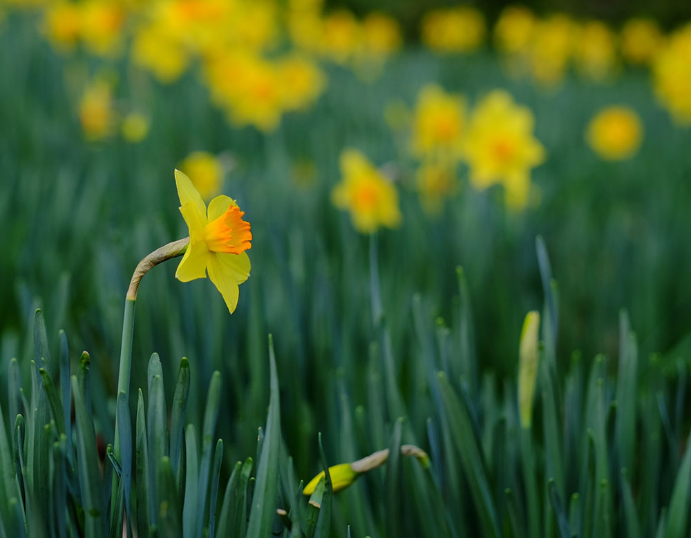 Hamilton East Mindfulness Community, daffodils