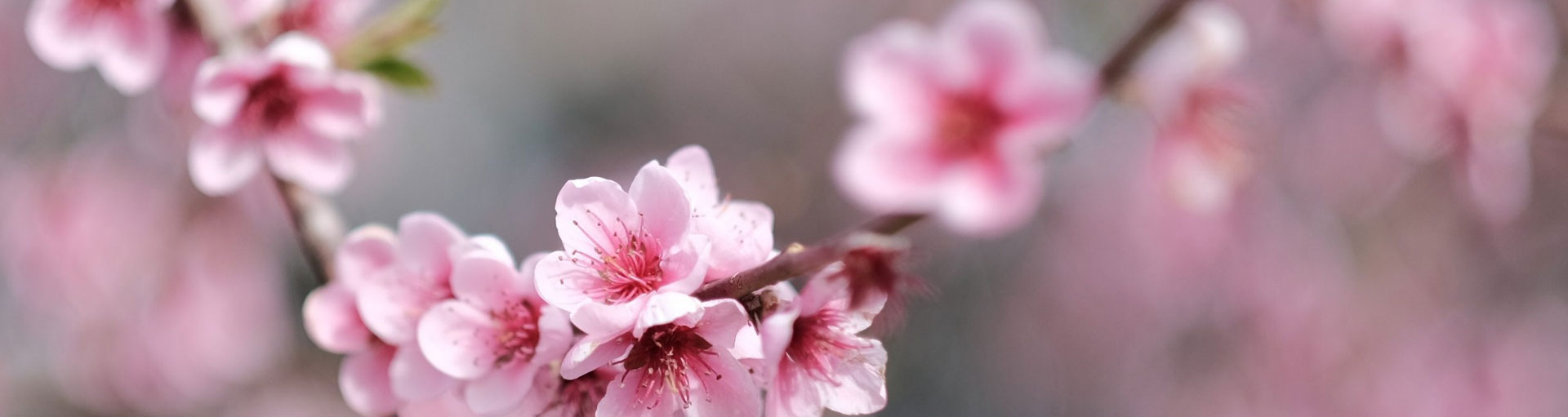 Hamilton East Mindfulness Community, pink blossom