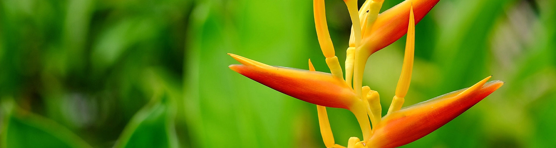 Hamilton East Mindfulness Community - Bird of paradise flower